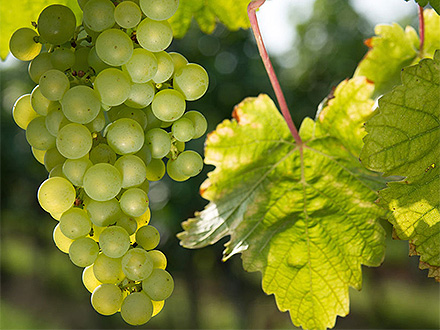 产品展示标题九